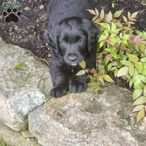Jemimah, Bernese Golden Mountain Dog Puppy