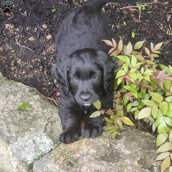Rear Toes, Bernese Golden Mountain Dog Puppy