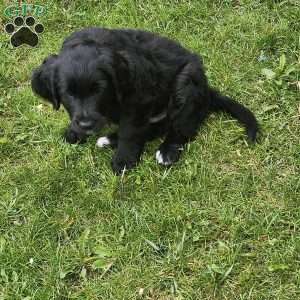 Rear Toes, Bernese Golden Mountain Dog Puppy