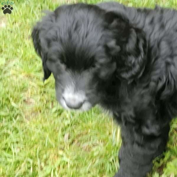 Tipsy, Bernese Golden Mountain Dog Puppy