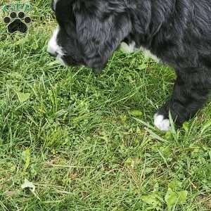 Tilly, Bernese Golden Mountain Dog Puppy