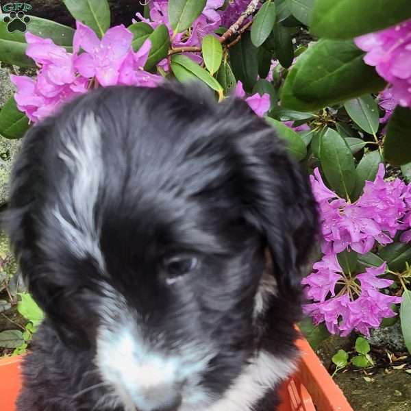 Tilly, Bernese Golden Mountain Dog Puppy