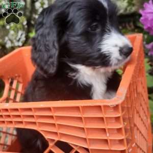 Tilly, Bernese Golden Mountain Dog Puppy