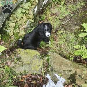 Tilly, Bernese Golden Mountain Dog Puppy