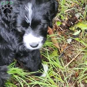 Tilly, Bernese Golden Mountain Dog Puppy