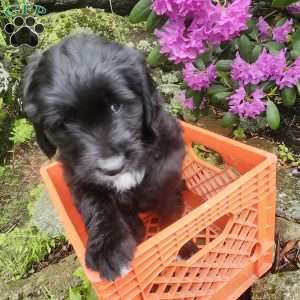 Nosey, Bernese Golden Mountain Dog Puppy