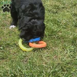 Nosey, Bernese Golden Mountain Dog Puppy