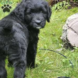 Nosey, Bernese Golden Mountain Dog Puppy