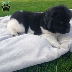 Charlie, Newfoundland Puppy