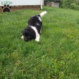 Charlie, Newfoundland Puppy