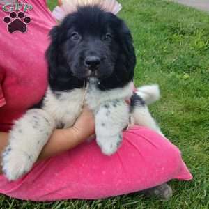 Charlie, Newfoundland Puppy