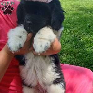 Charlie, Newfoundland Puppy