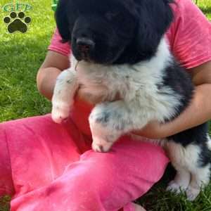 Charlie, Newfoundland Puppy