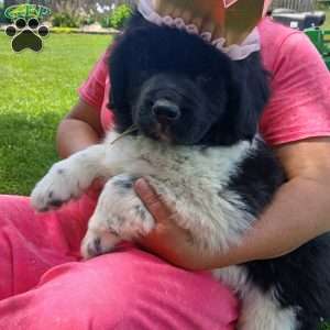 Cali, Newfoundland Puppy