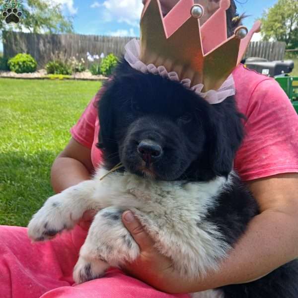 Charlie, Newfoundland Puppy