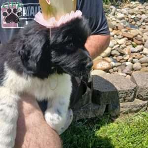 Charlie, Newfoundland Puppy