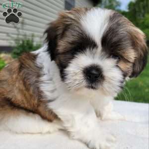Mason, Shih Tzu Puppy
