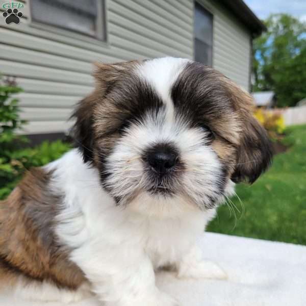 Mason, Shih Tzu Puppy