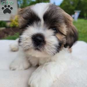 Mason, Shih Tzu Puppy