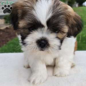 Mason, Shih Tzu Puppy