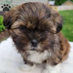 Max, Shih Tzu Puppy