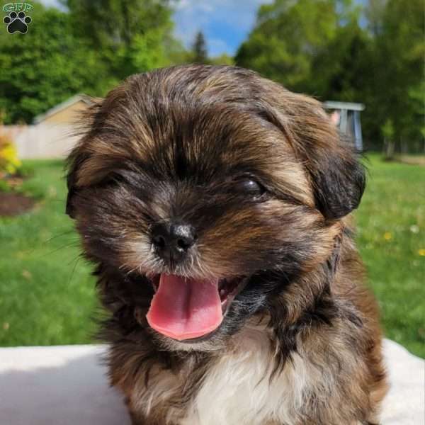 Max, Shih Tzu Puppy