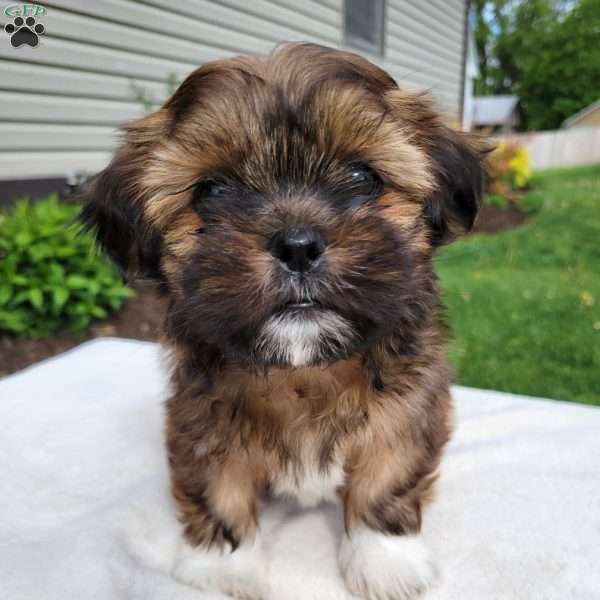 Muffin, Shih Tzu Puppy