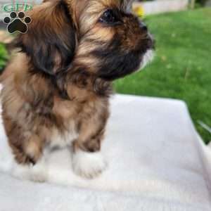 Muffin, Shih Tzu Puppy