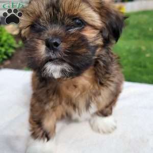 Muffin, Shih Tzu Puppy