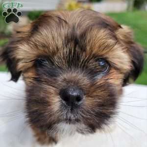 Muffin, Shih Tzu Puppy