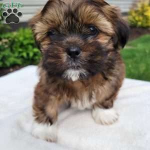 Muffin, Shih Tzu Puppy