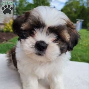 Mia, Shih Tzu Puppy