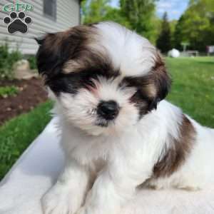 Mia, Shih Tzu Puppy