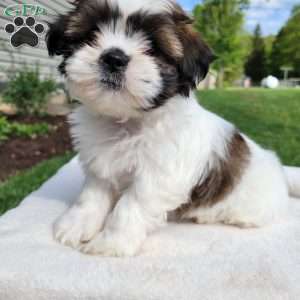 Mia, Shih Tzu Puppy
