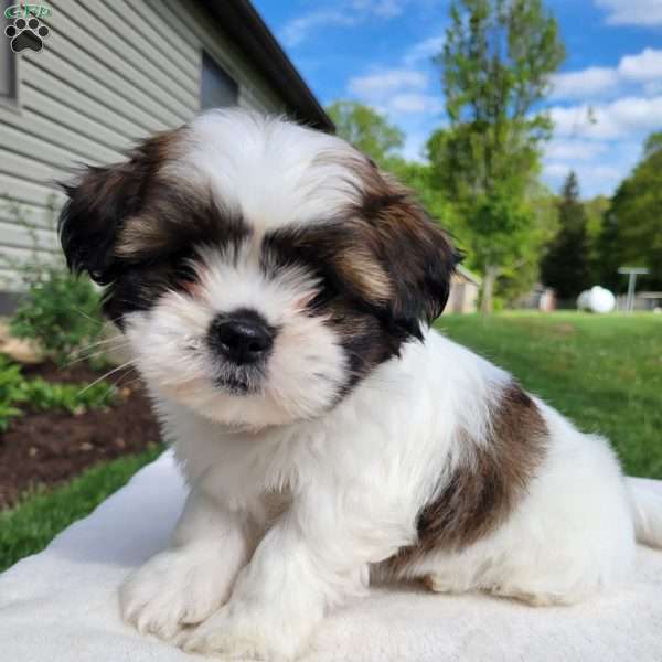 Mia, Shih Tzu Puppy