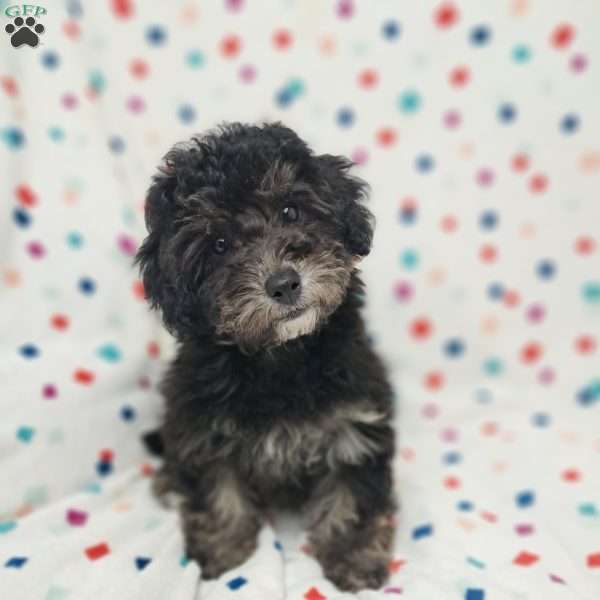 Oreo, Bich-Poo Puppy