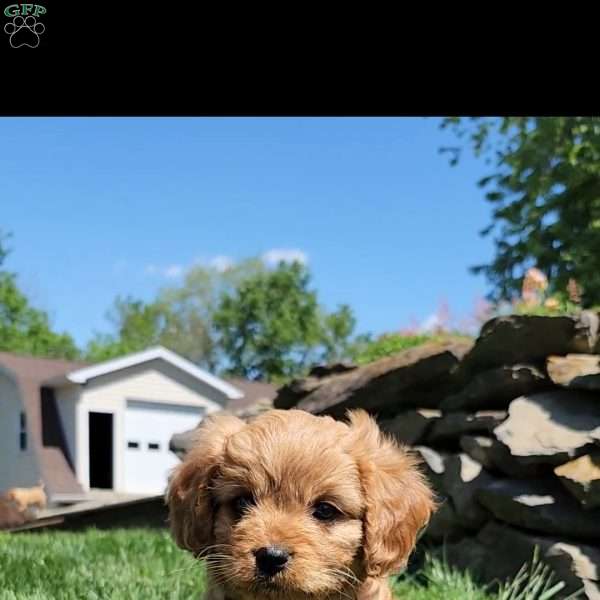 Brittany, Cavapoo Puppy
