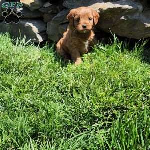 Bonnie, Cavapoo Puppy