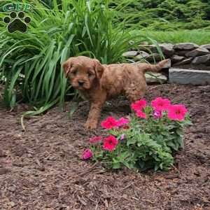 Bonnie, Cavapoo Puppy
