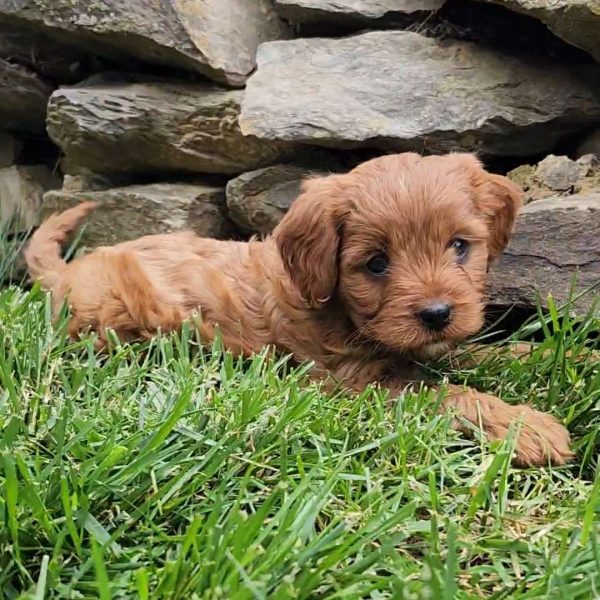 Bonnie, Cavapoo Puppy