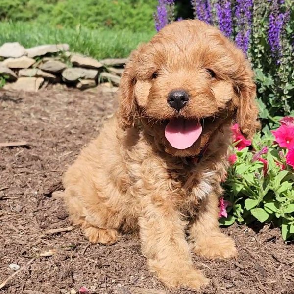 Baxter, Cavapoo Puppy