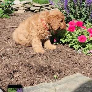 Baxter, Cavapoo Puppy