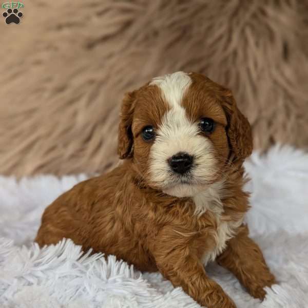 Ashley, Cavapoo Puppy