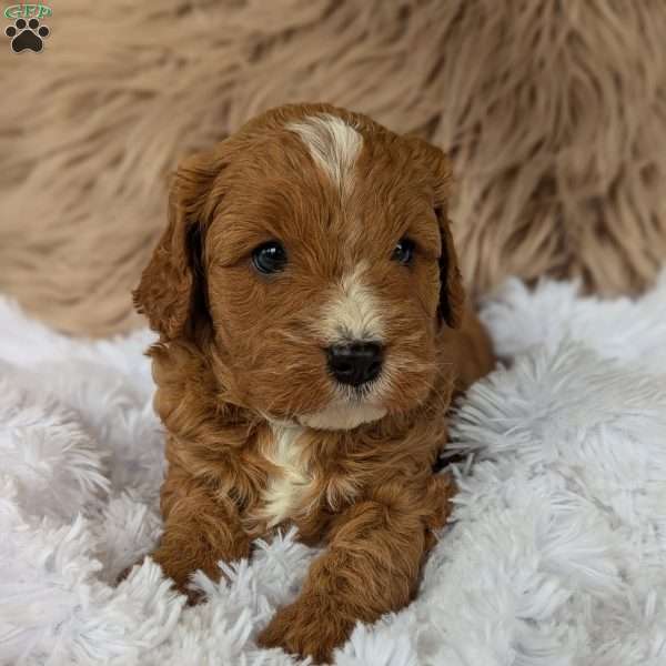 Oliver, Cavapoo Puppy