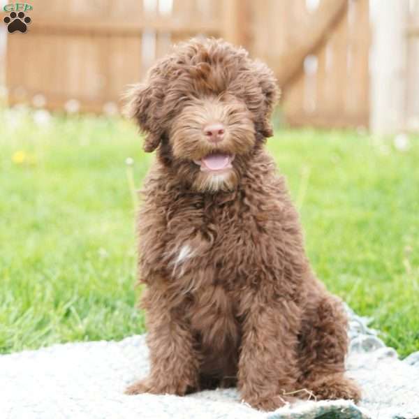 Liberty, Portuguese Water Dog Puppy