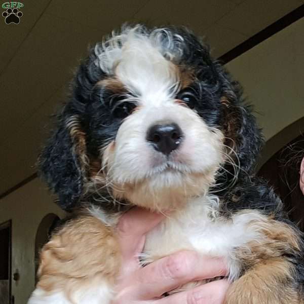 Andy, Mini Bernedoodle Puppy