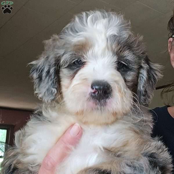 Bella, Mini Bernedoodle Puppy