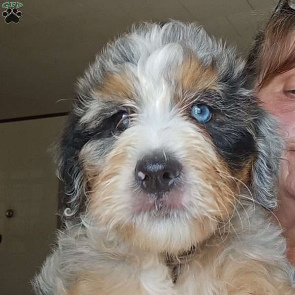 Britney, Mini Bernedoodle Puppy