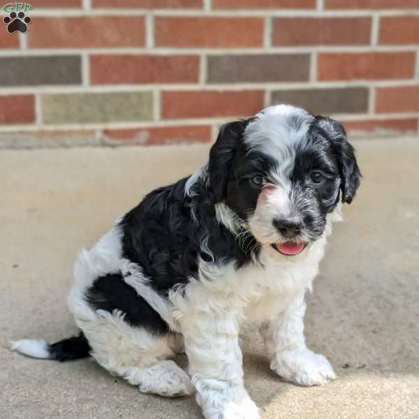 Jazzy, Portuguese Water Dog Puppy