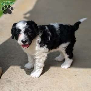 Jazzy, Portuguese Water Dog Puppy
